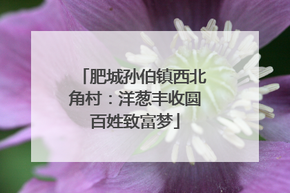 肥城孙伯镇西北角村：洋葱丰收圆百姓致富梦